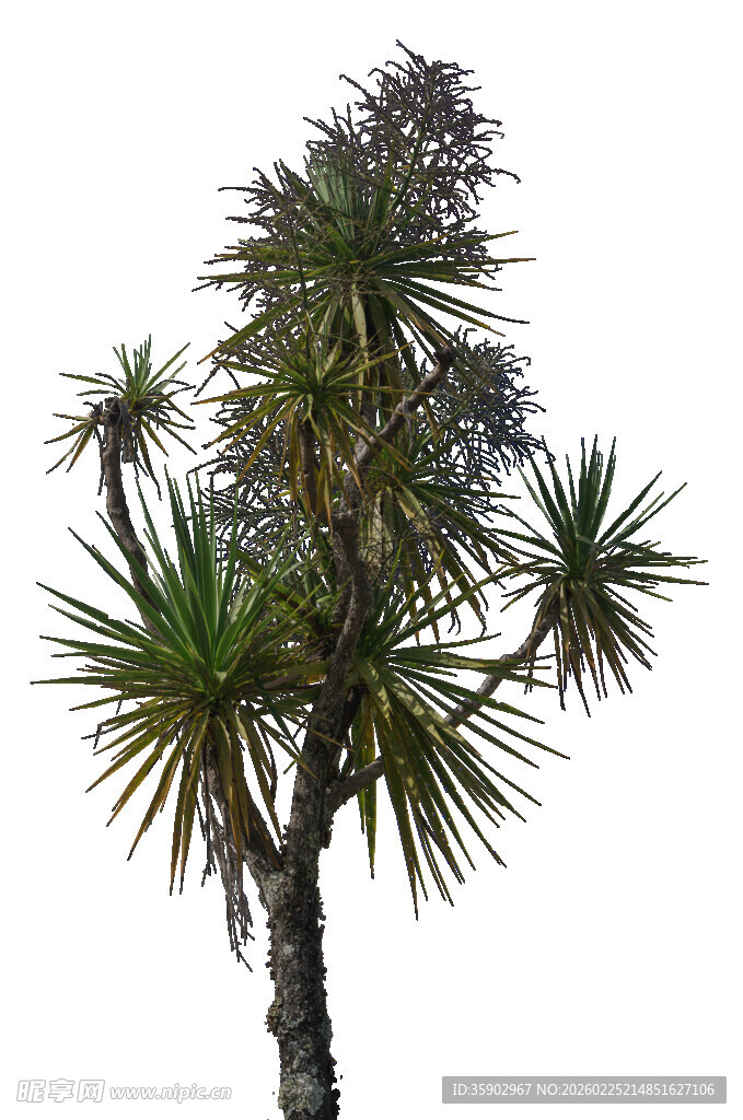 单株龙血树特写