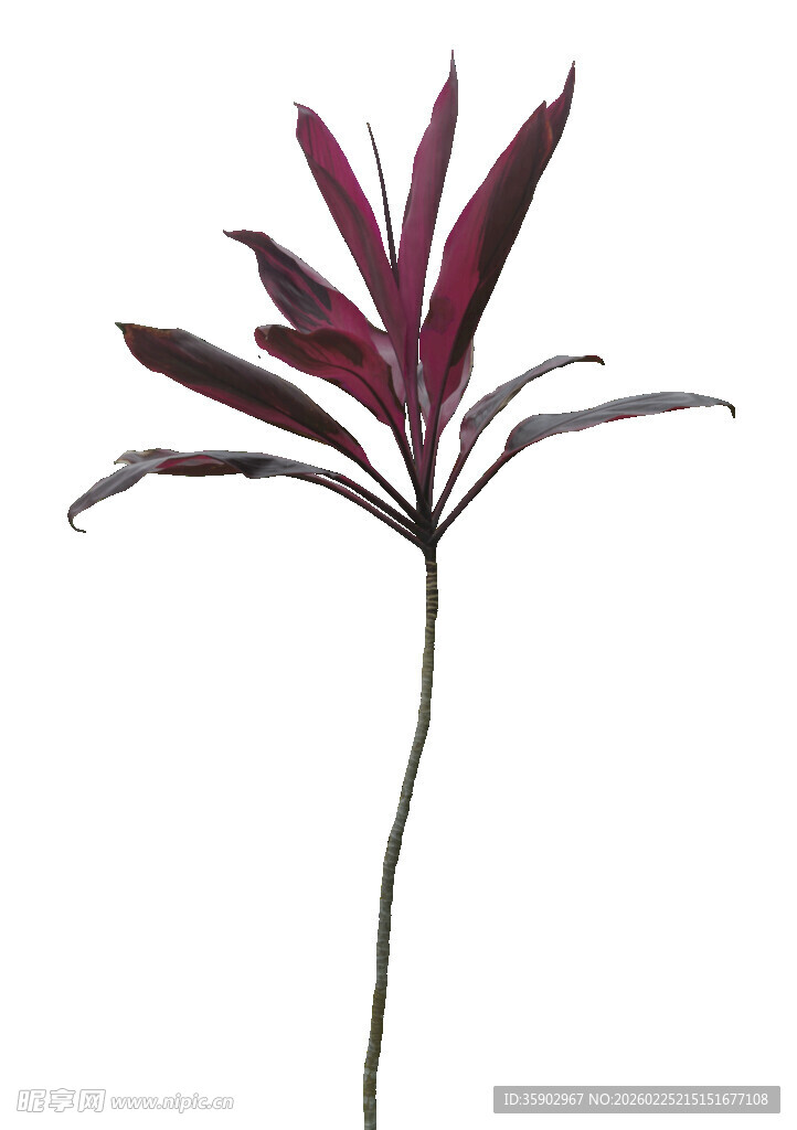 深紫色单枝植物花卉特写