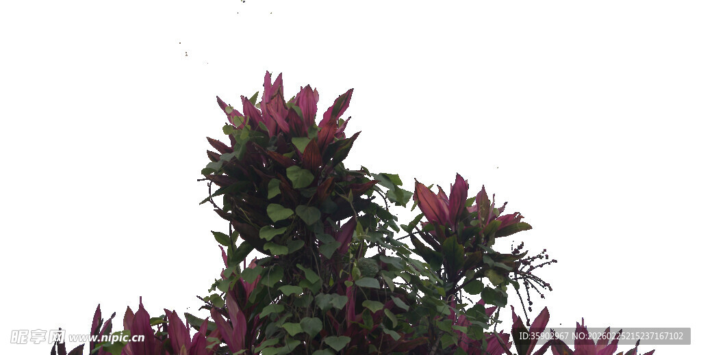 艳丽紫花植物特写