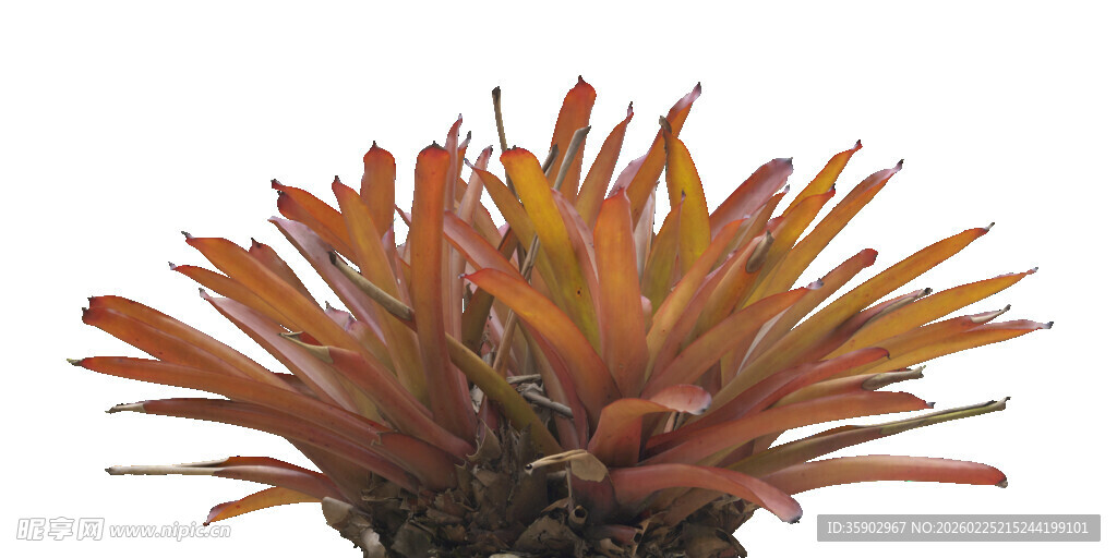 橙红色多肉植物特写