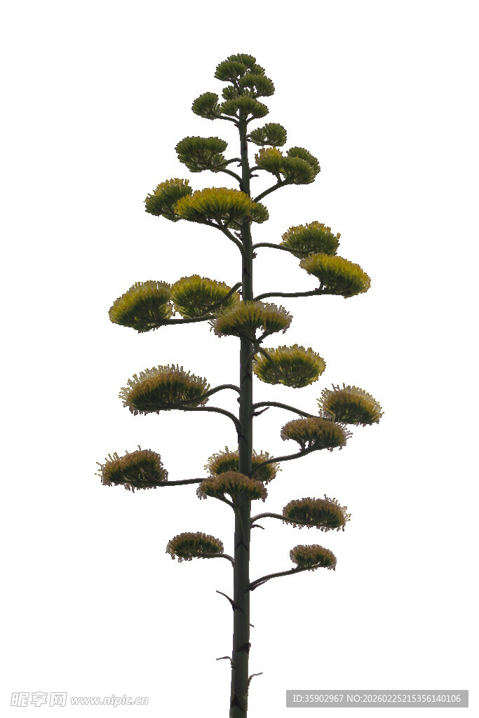 高大芦荟植物特写