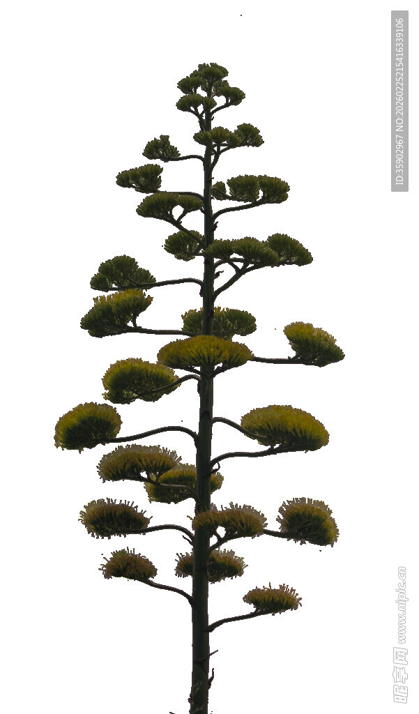 高大芦荟植株特写