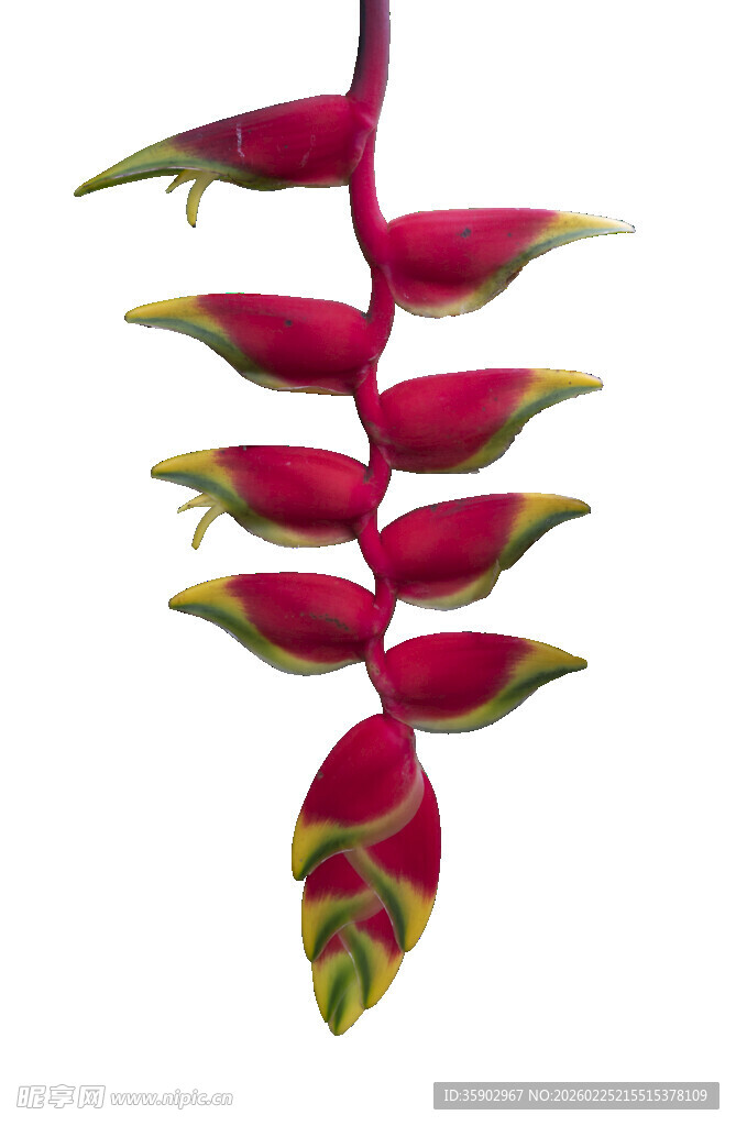 艳红蝎尾蕉独特热带花卉