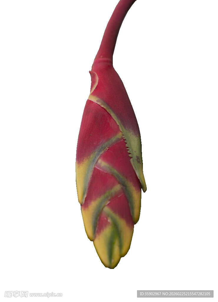 红黄色渐变植物花苞