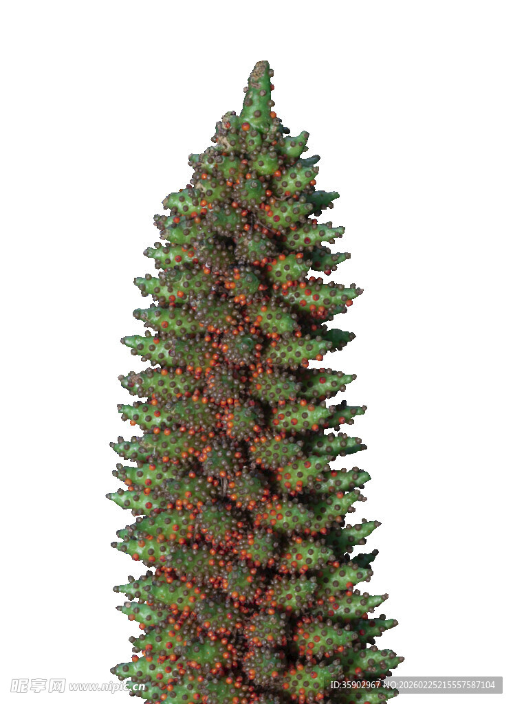 高耸挺拔的绿色松树