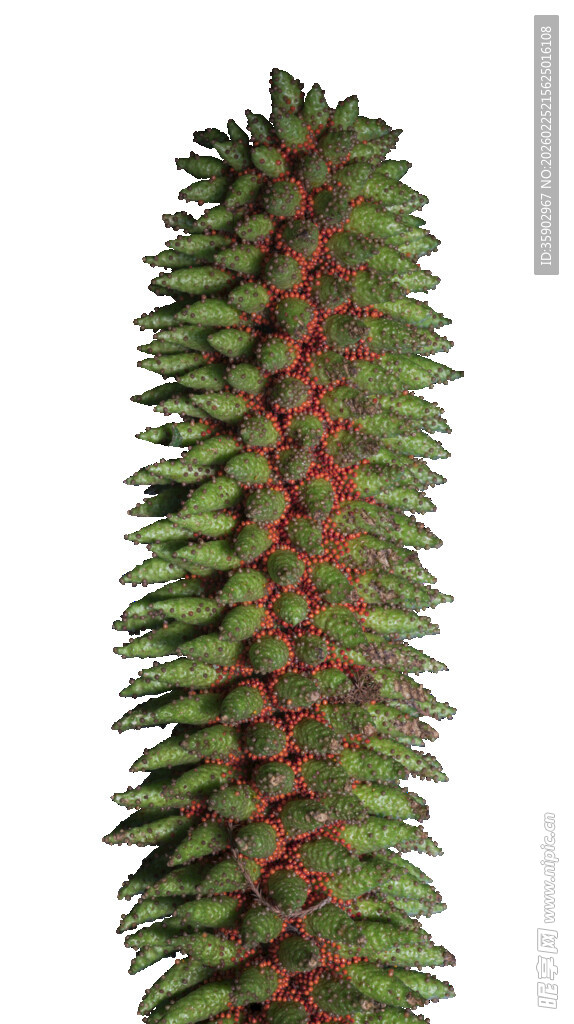 带红刺的绿色仙人掌植物