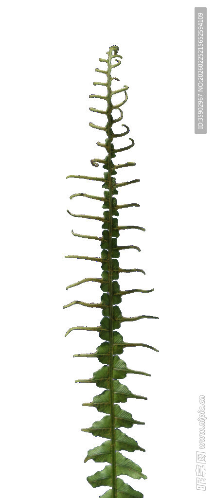 直立绿植叶片细长