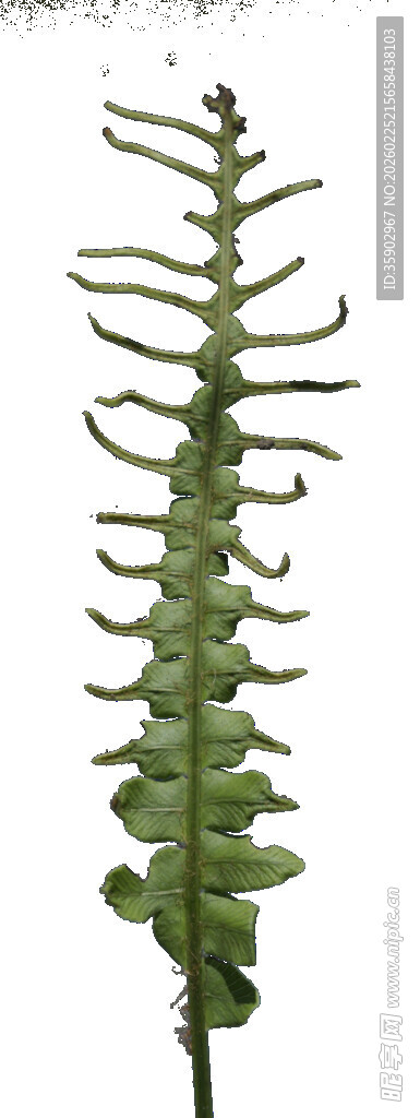 细长叶片的独特植物