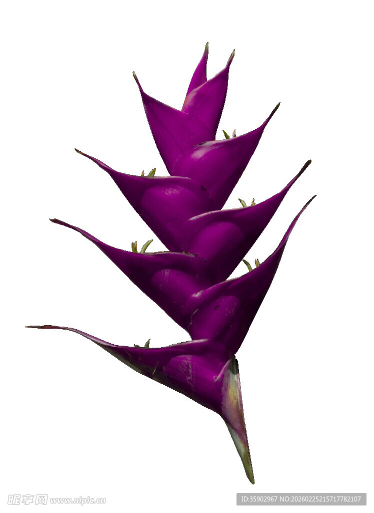 紫色蝎尾蕉特写