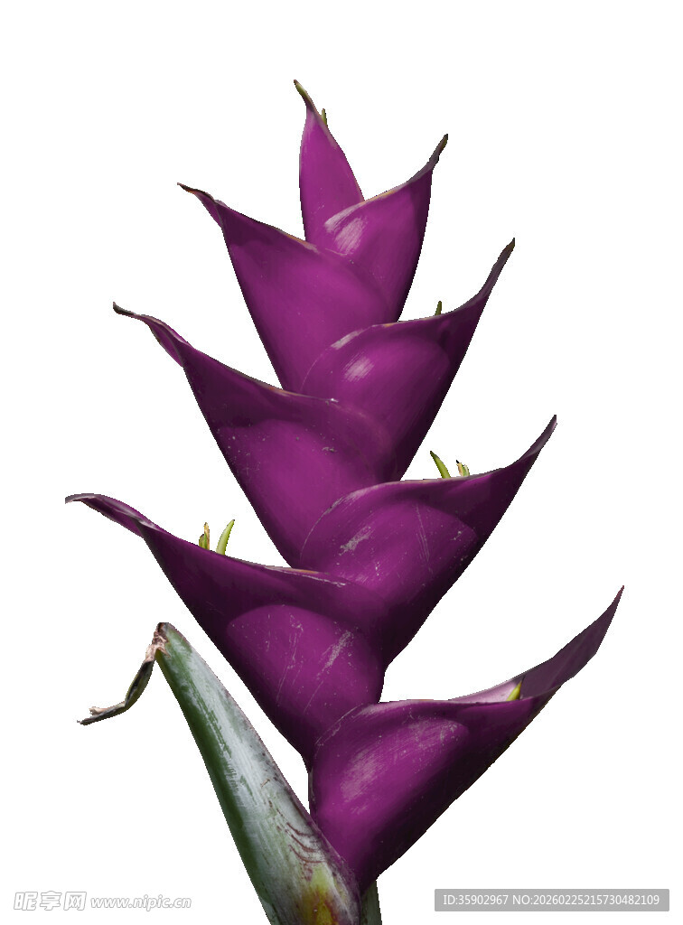 紫色蝎尾蕉特写