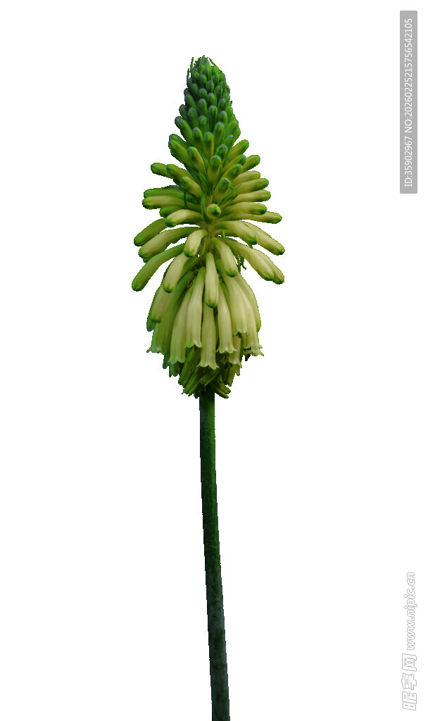 绿色穗状花卉特写