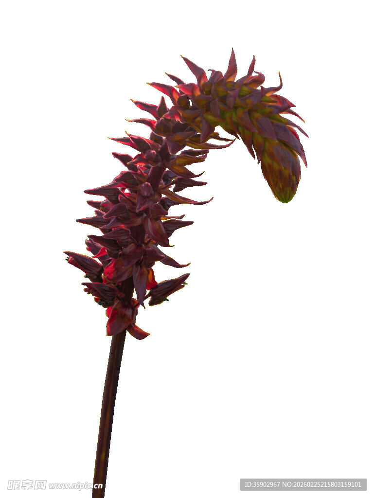 弯曲的红色穗状植物