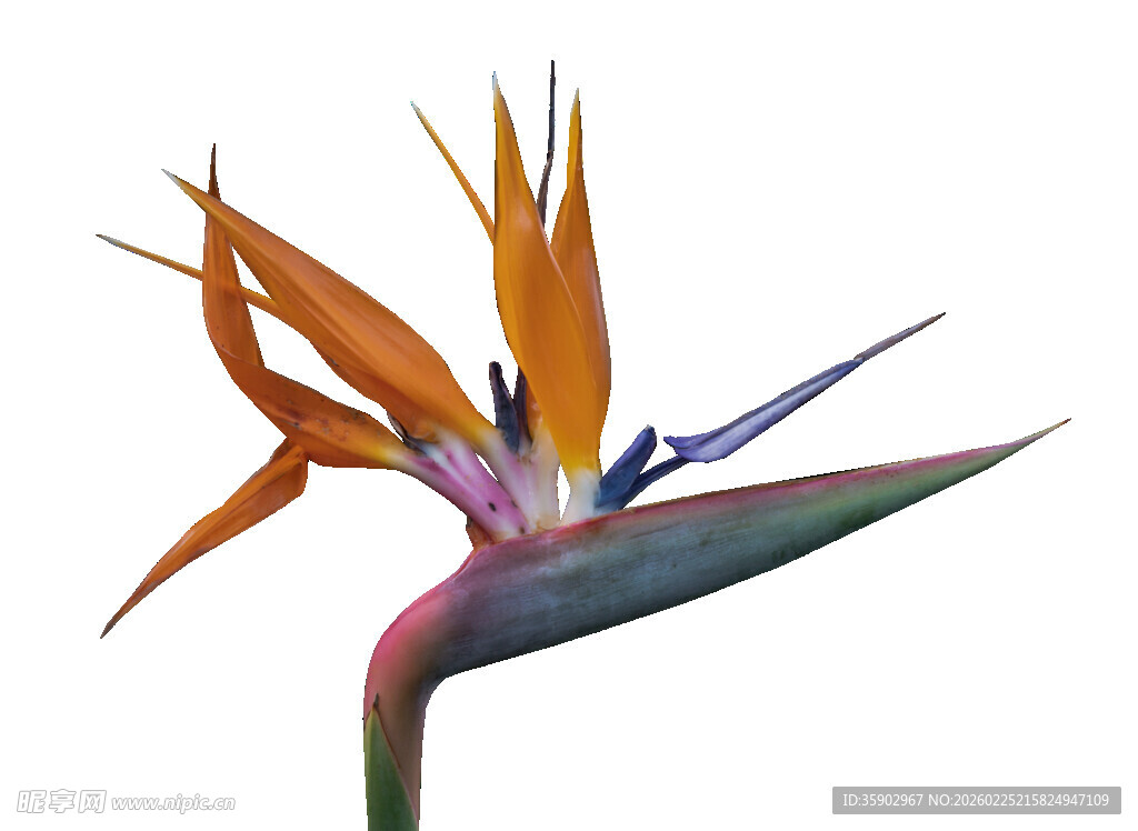 艳丽鹤望兰花朵特写