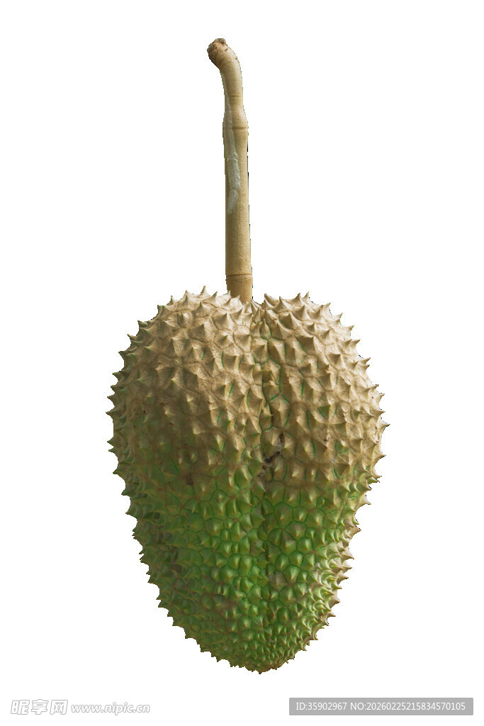 新鲜榴莲果实特写