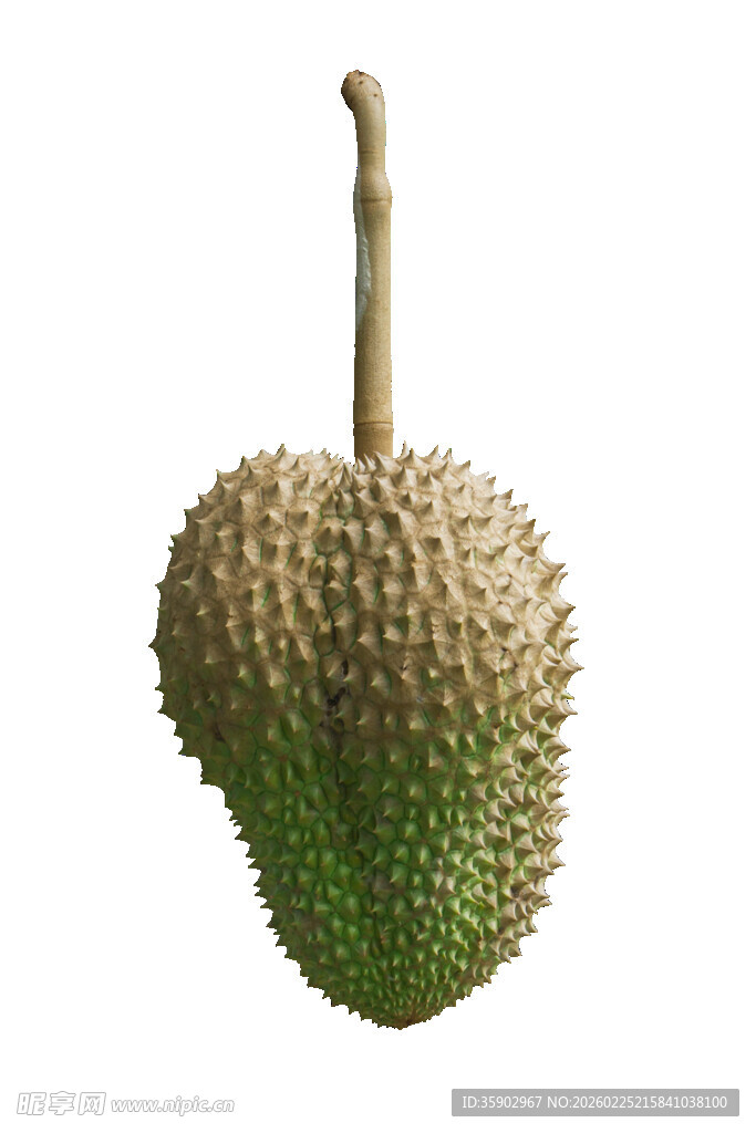 新鲜榴莲果实特写