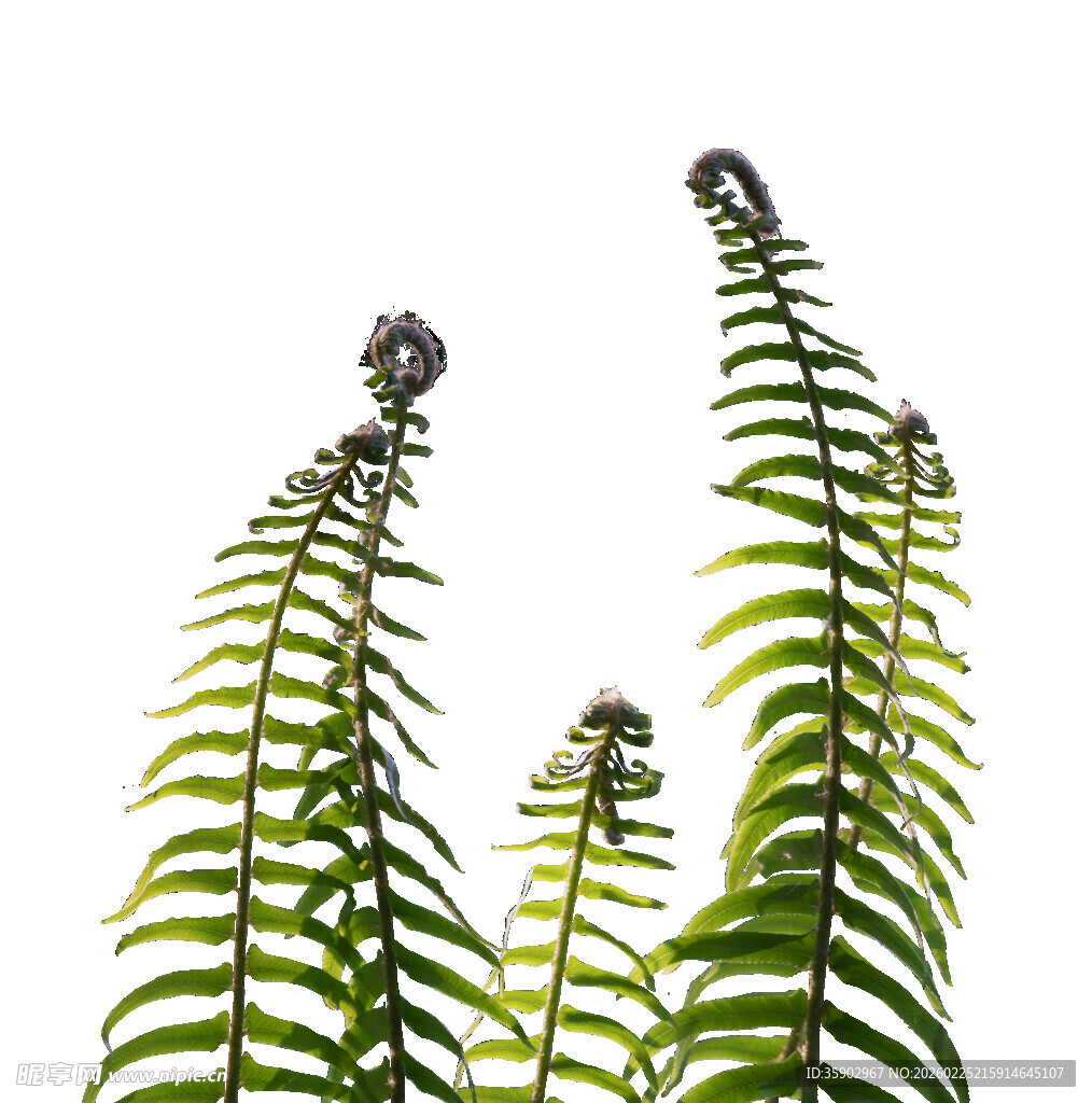 翠绿蕨类植物特写