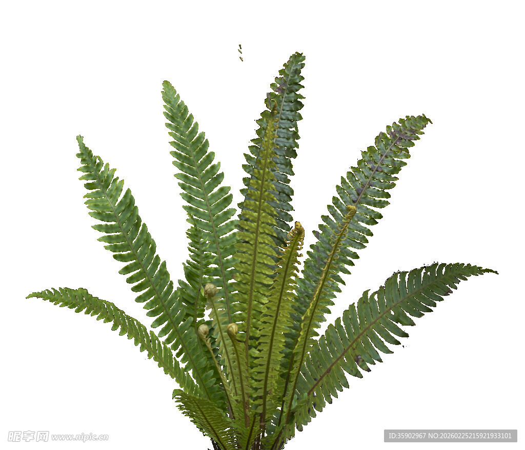 翠绿蕨类植物特写