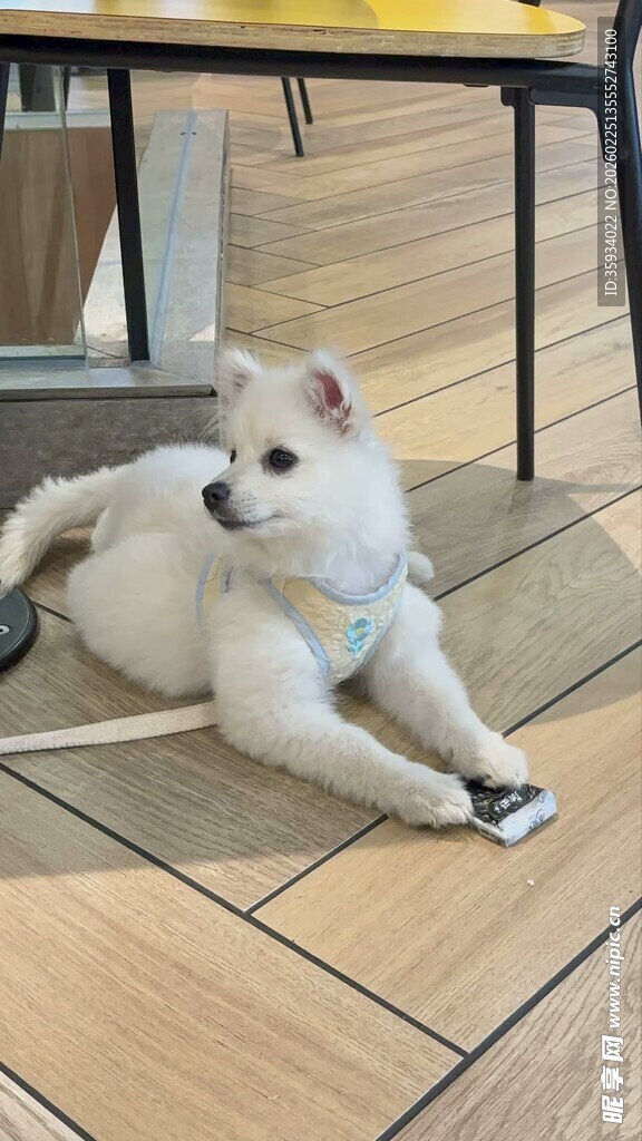 趴地休息的可爱萨摩耶