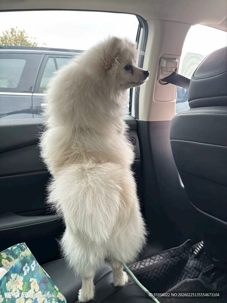 狗狗车内好奇张望窗外