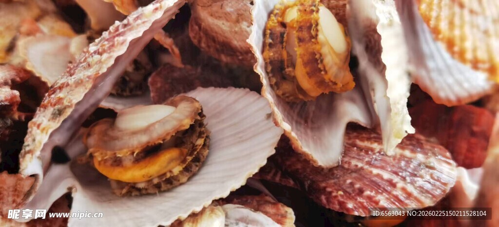 新鲜多彩贝类海鲜