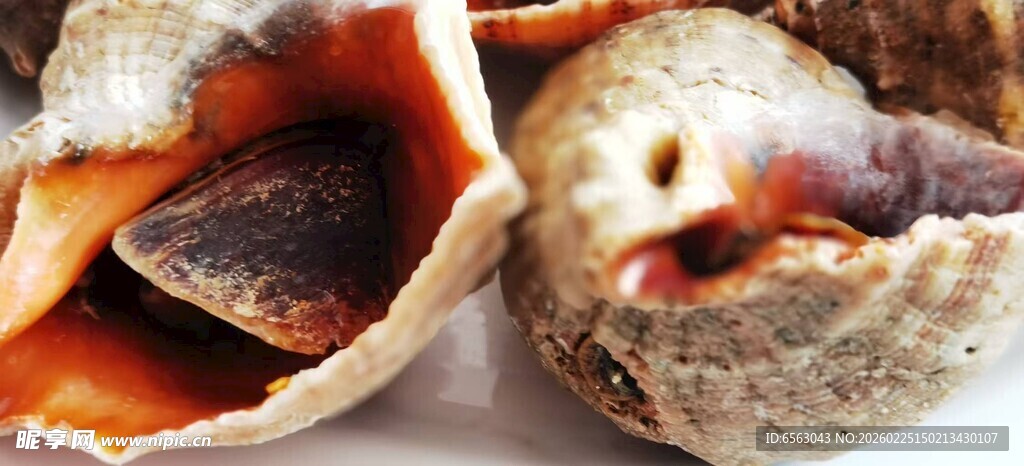 打开的海螺贝壳特写