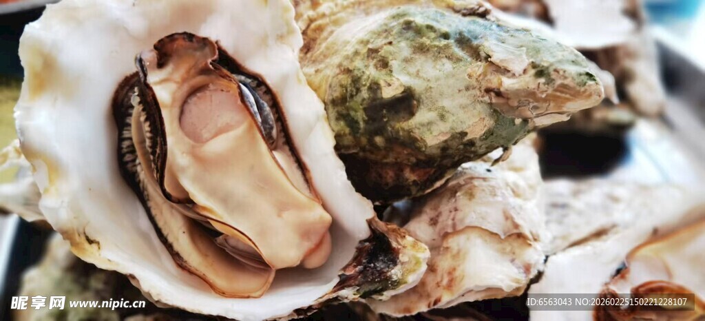 新鲜牡蛎特写