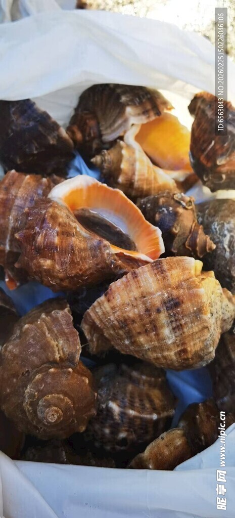 新鲜多样海鲜贝类大集合