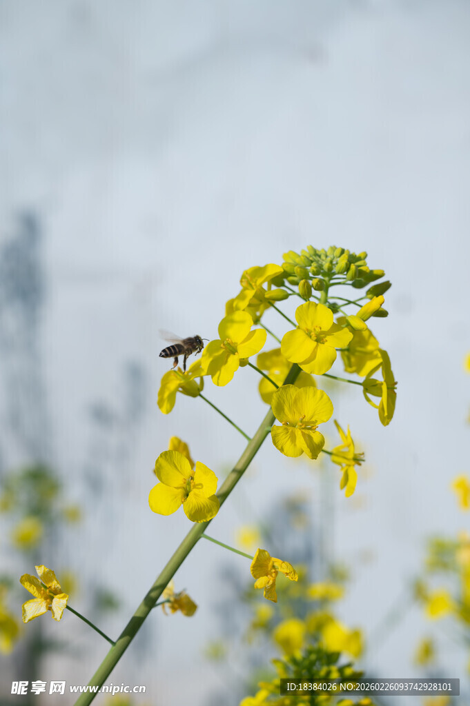 一枝油菜花绽放