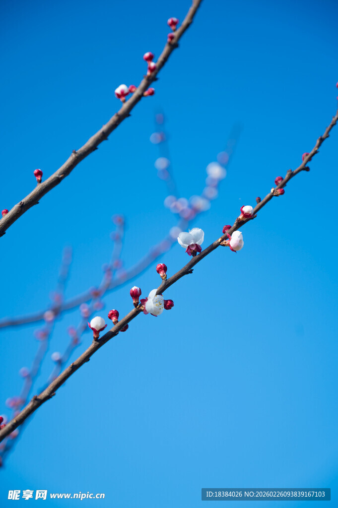 蓝天映衬下的粉嫩花枝