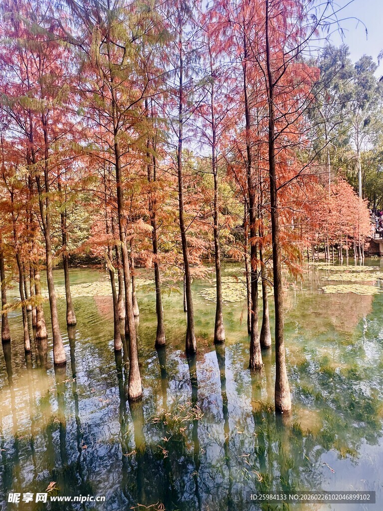 广州麓湖落叶衫风景
