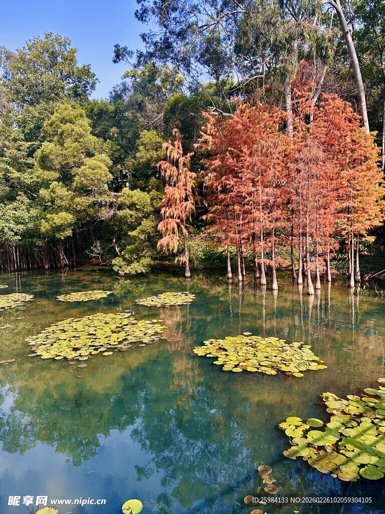 广州麓湖落叶衫风景