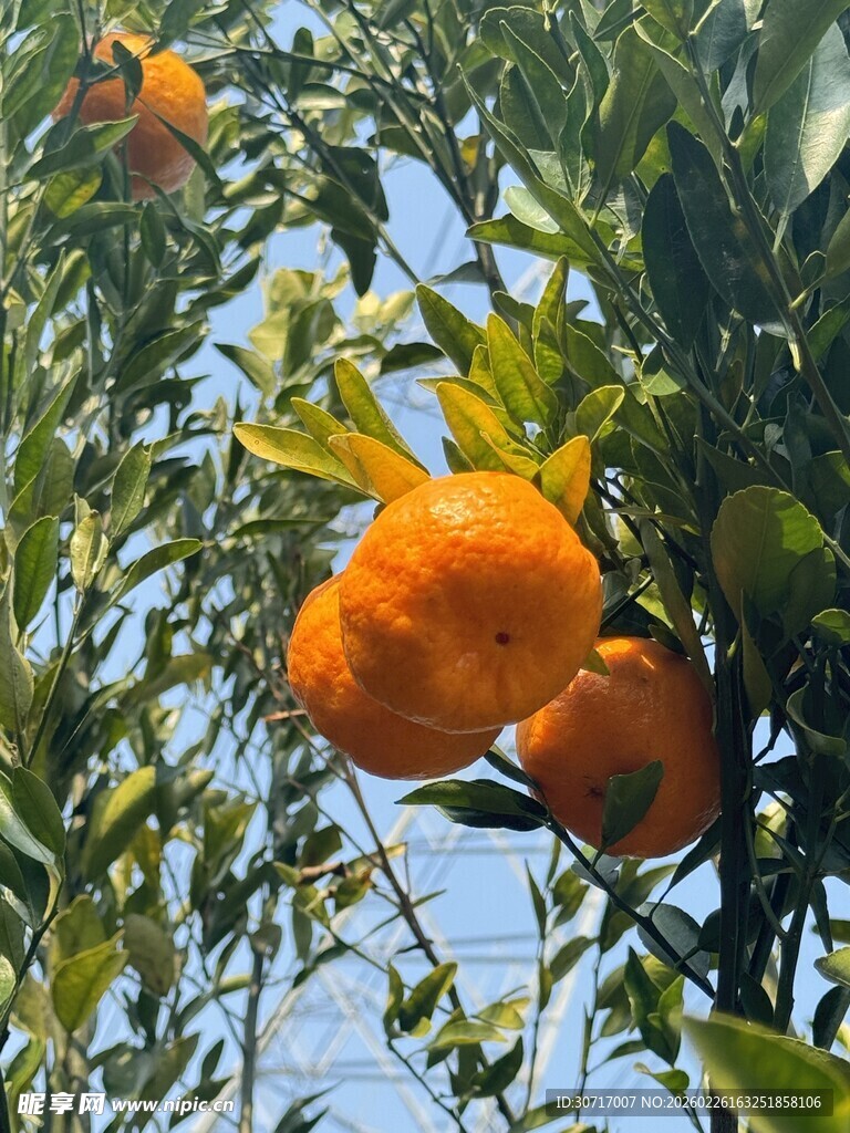 枝头饱满的橙色柑橘