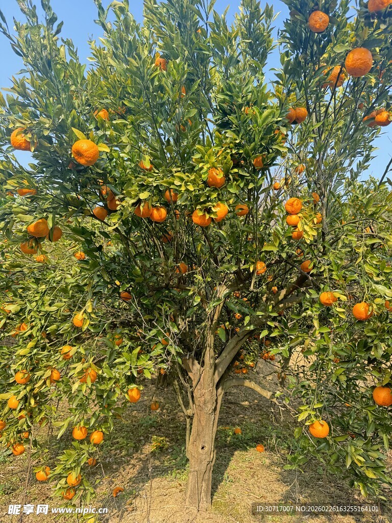 硕果累累的橙色柑橘树