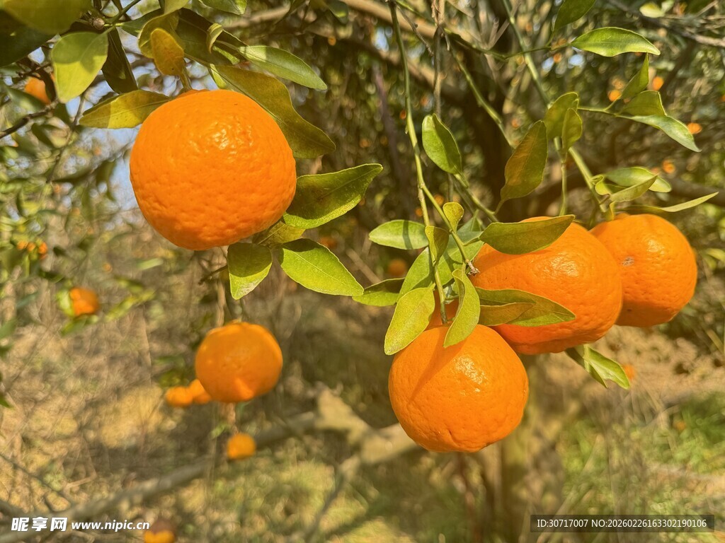 枝头挂满橙黄诱人的橘子