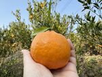 手捧饱满新鲜大橙子