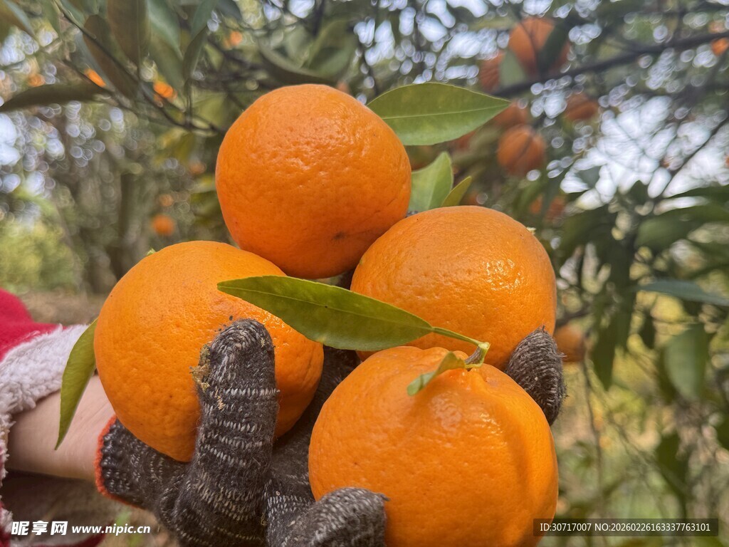 手捧新鲜饱满的甜橘子