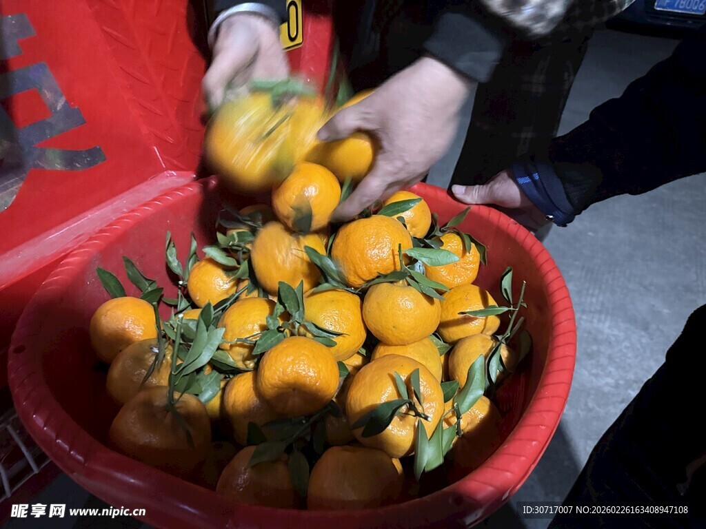 手捧红盆中的新鲜小金桔