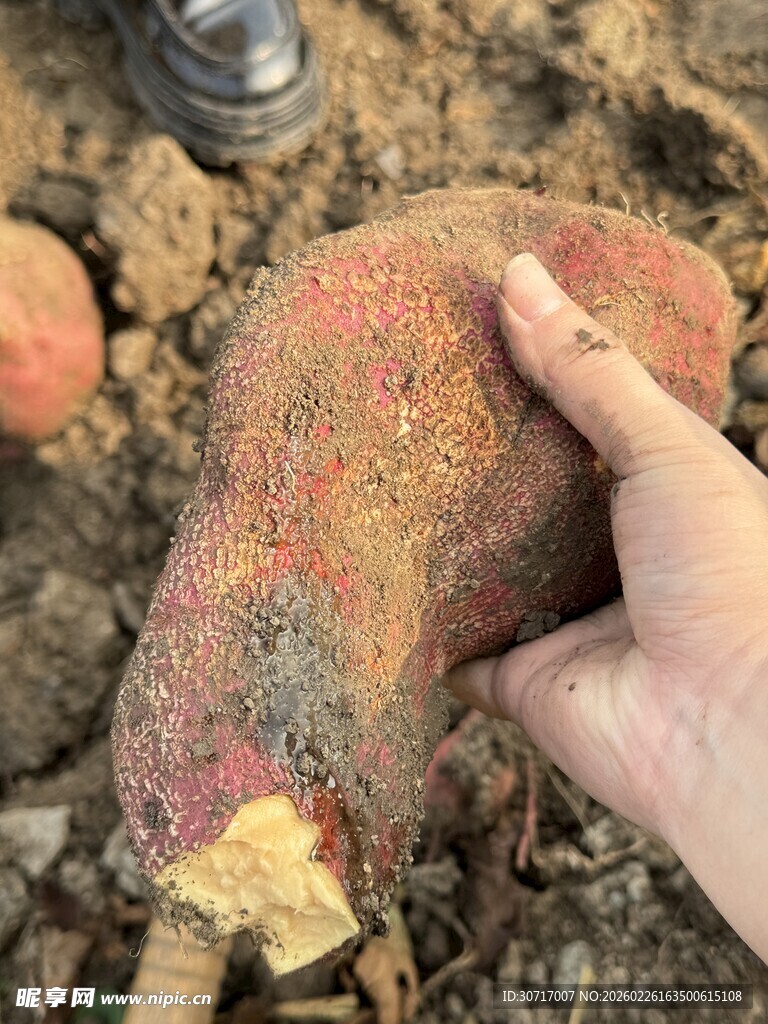 手捧刚挖出的新鲜红薯