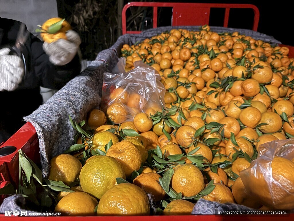 新鲜饱满的橘子堆在摊位上
