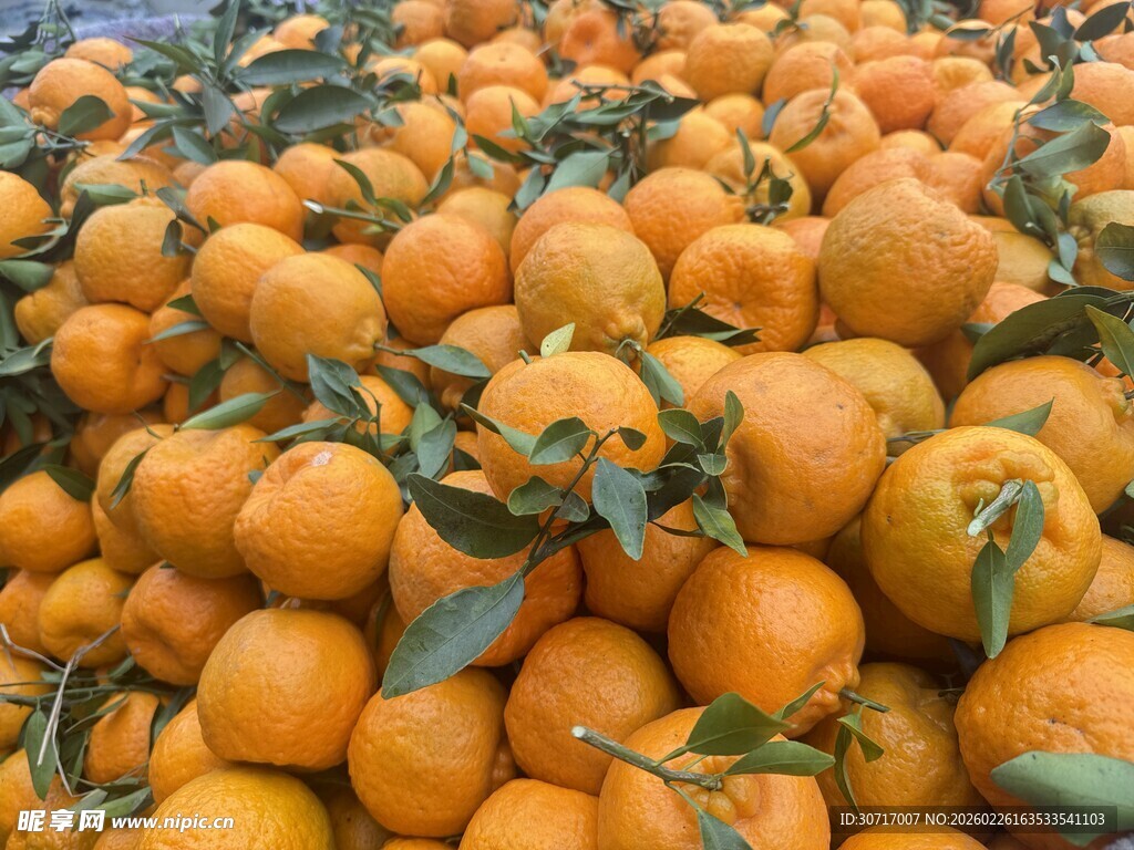 堆满的新鲜带叶橘子