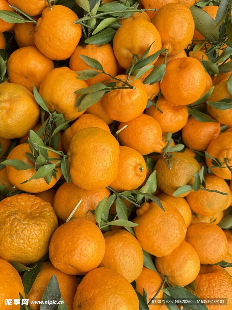 一堆新鲜带叶的橙子