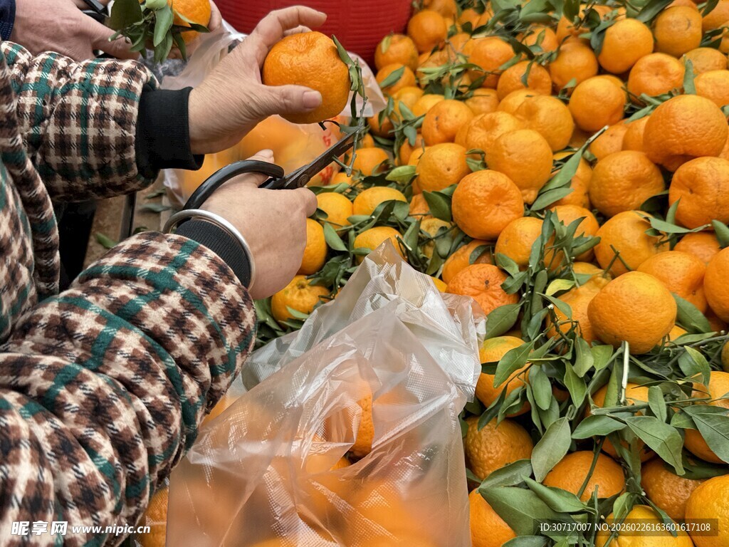 挑选新鲜橘子的温馨场景