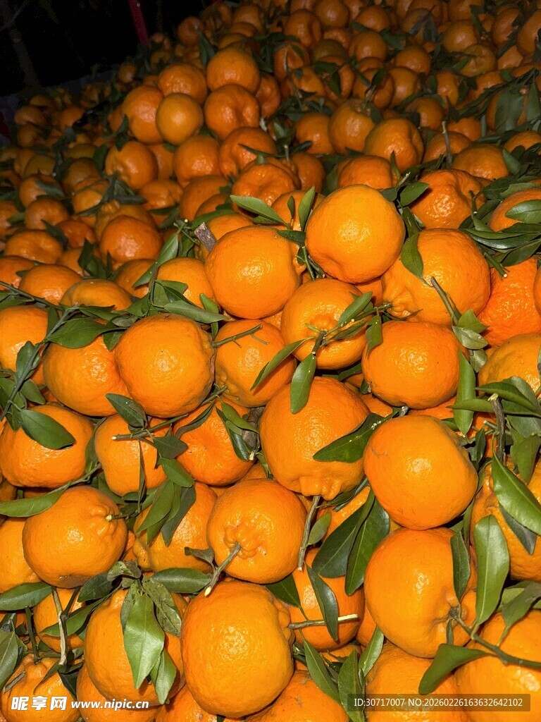 堆满绿叶的新鲜橘子