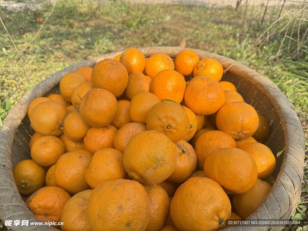 木盆中的饱满新鲜橘子