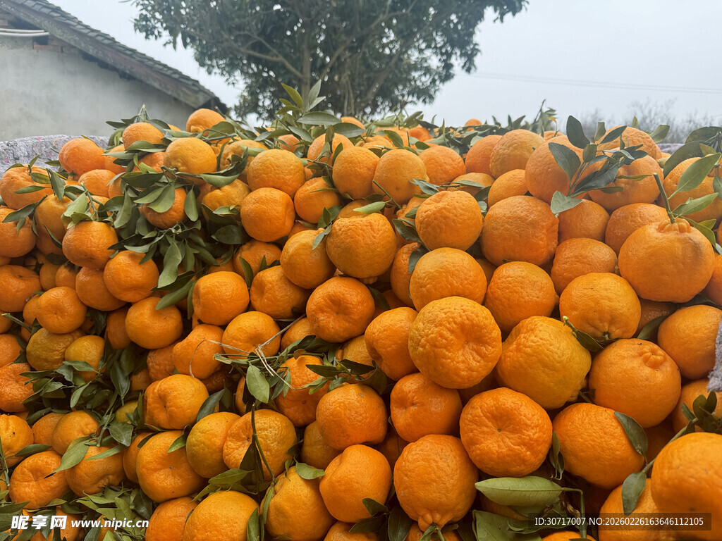 堆满的新鲜橘子果实