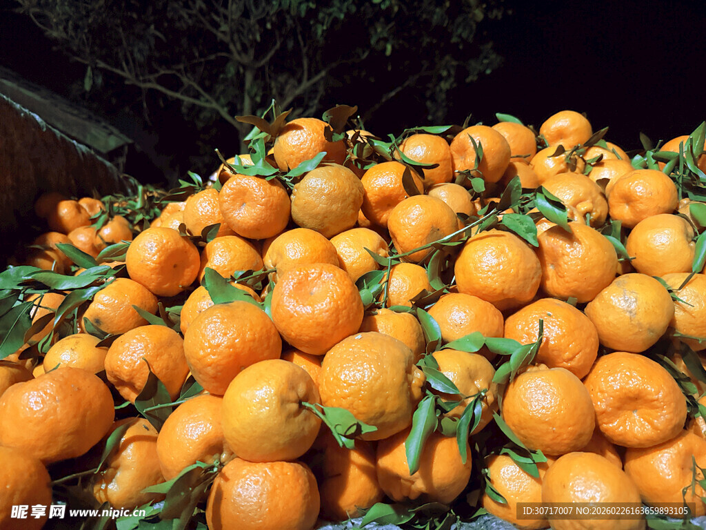 丰收的橘子堆成小山