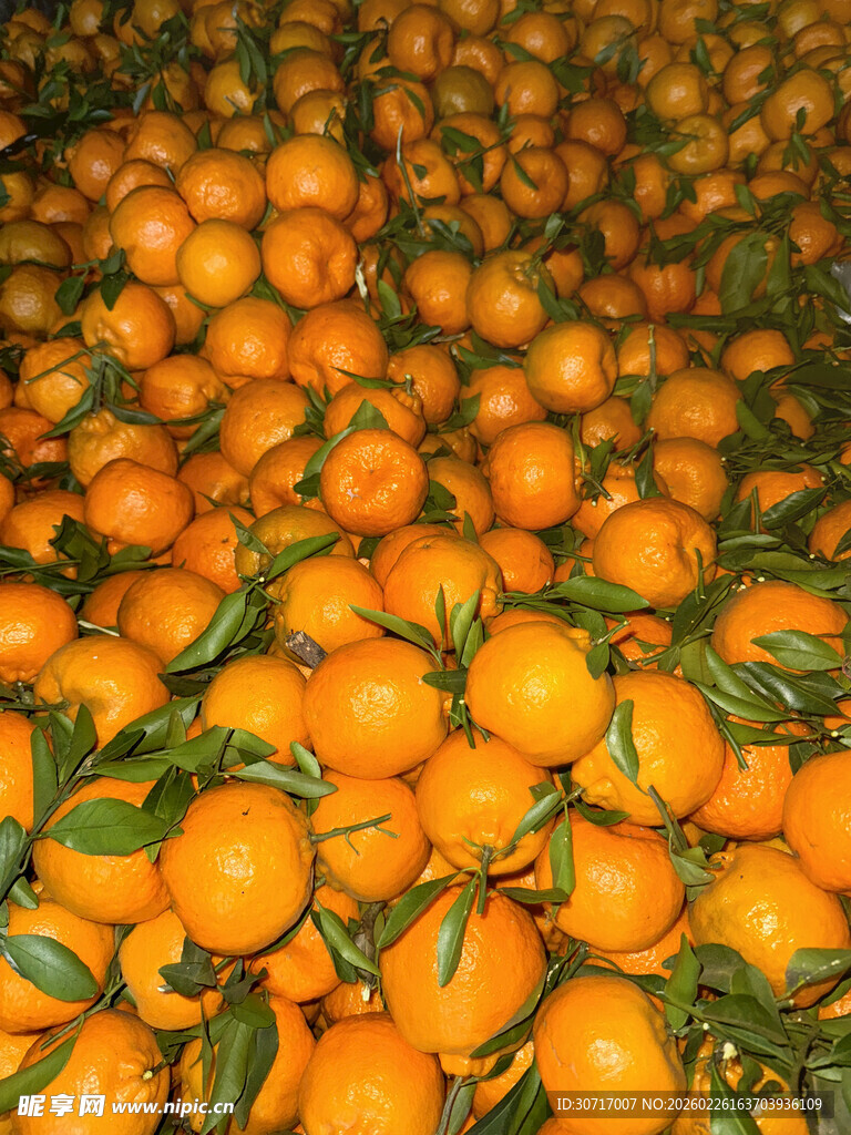 满屏鲜橙带叶色泽诱人