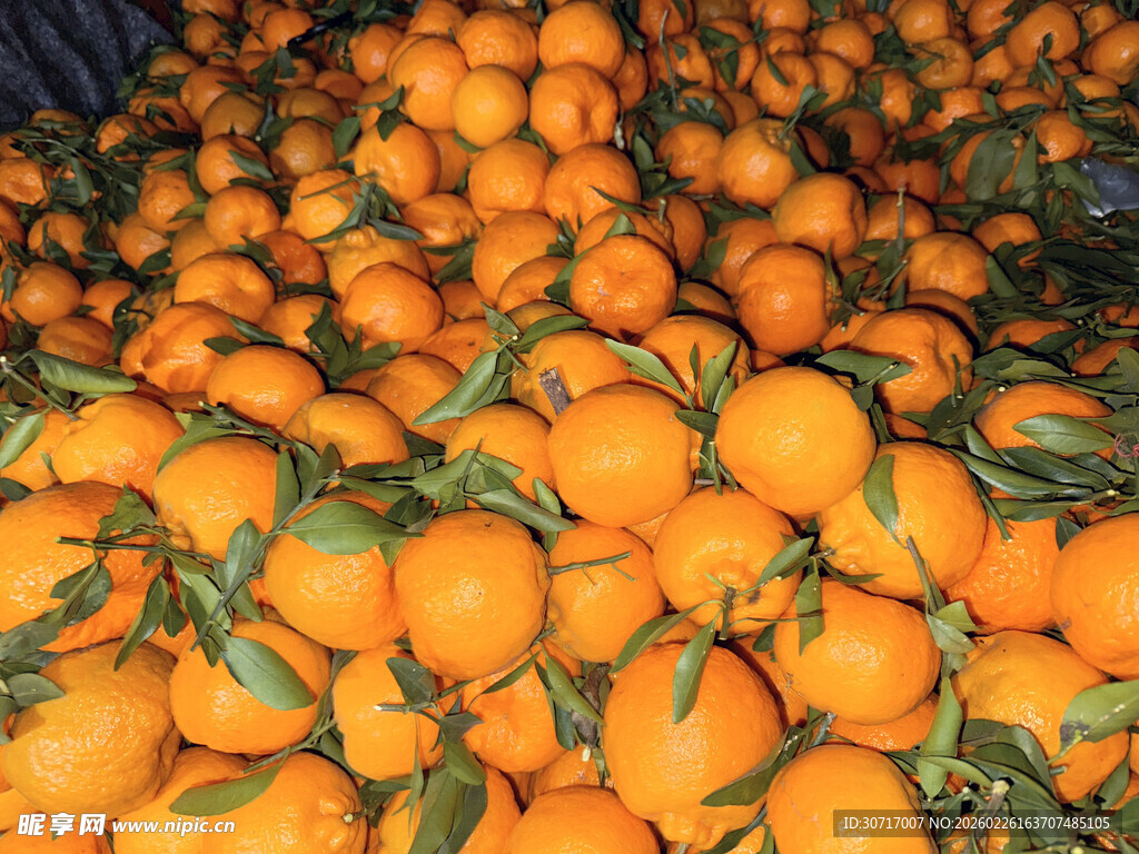 满满一堆带叶新鲜橘子