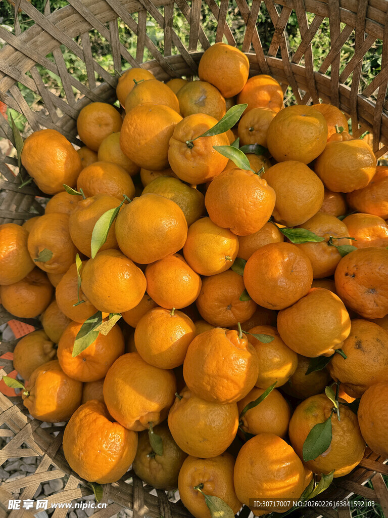 竹篮中的饱满椪柑