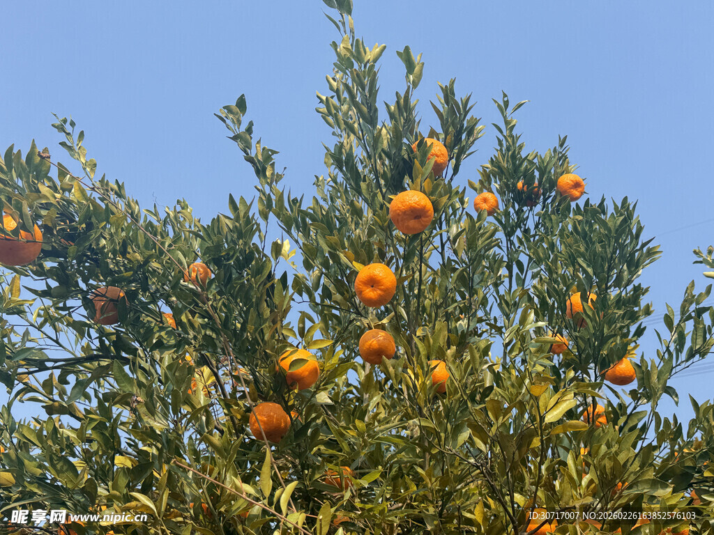枝头挂满金黄的成熟橘子